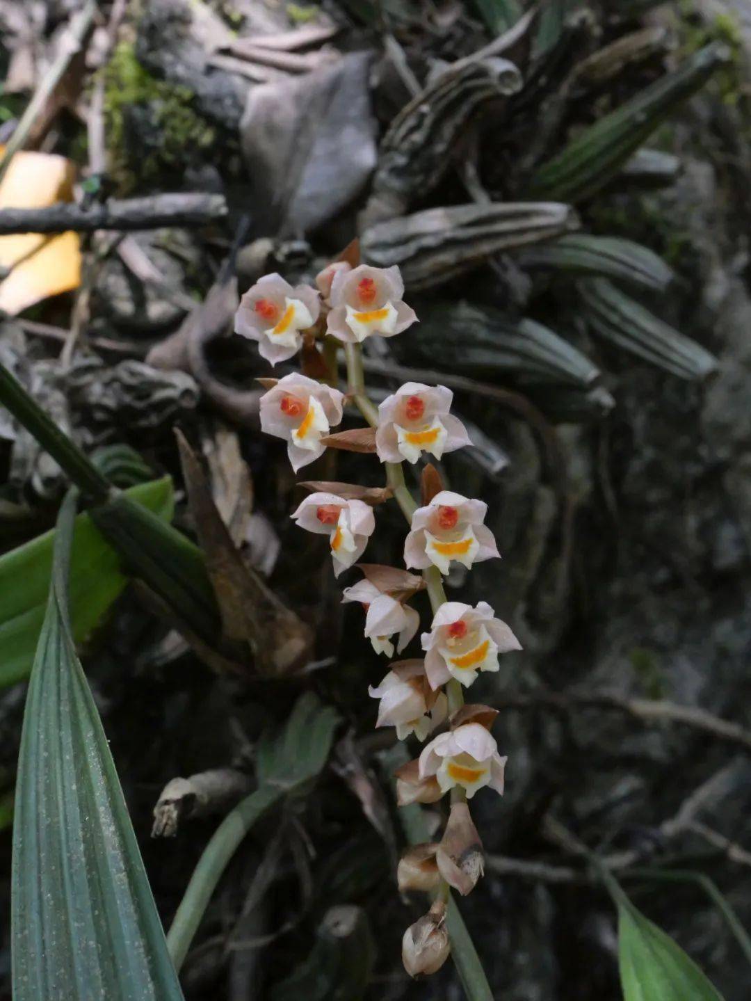弄岗保护区植物物种名录增添新成员南方带唇兰