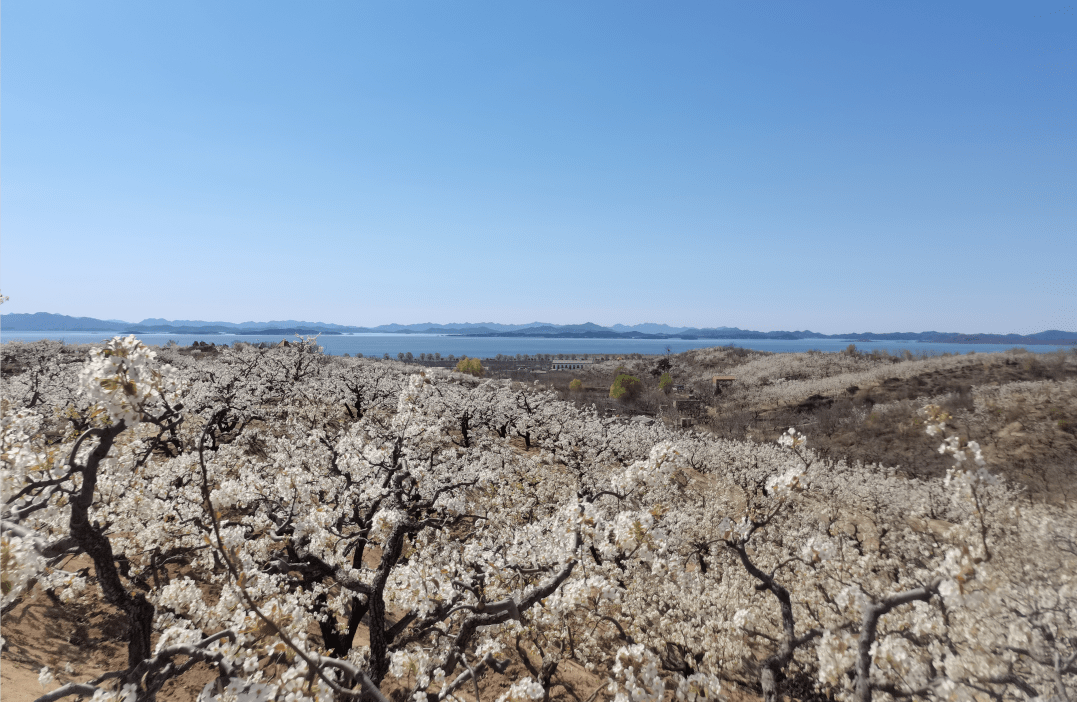 梨花胜雪迎宾来,不老屯万亩梨花邀您赏花摄影拿大奖_密云_作品_有效期