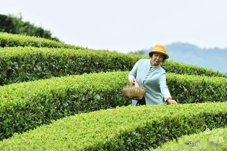 满园飘香汉中神仙坡茶园目之所及皆风景