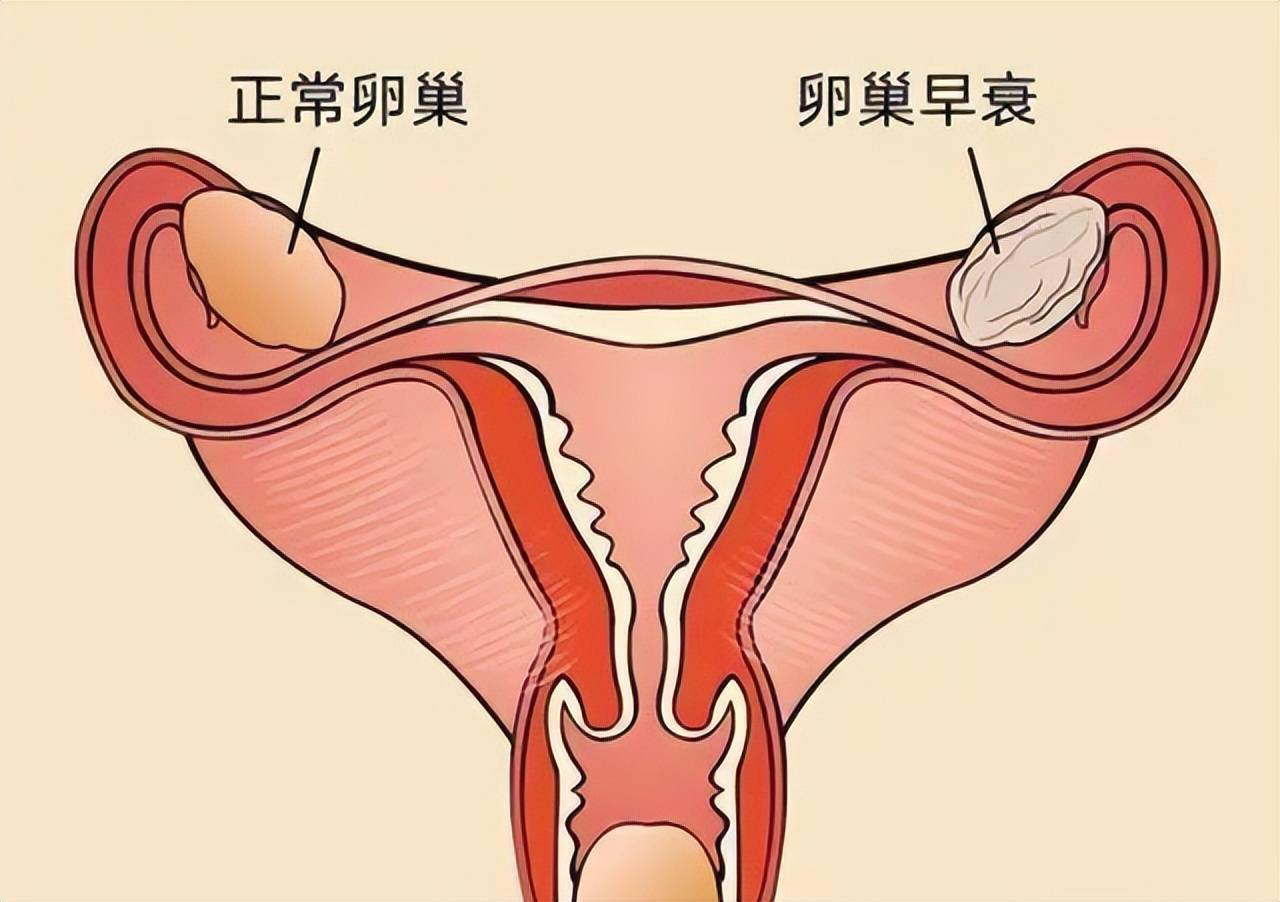 卵巢在肚脐什么位置图片