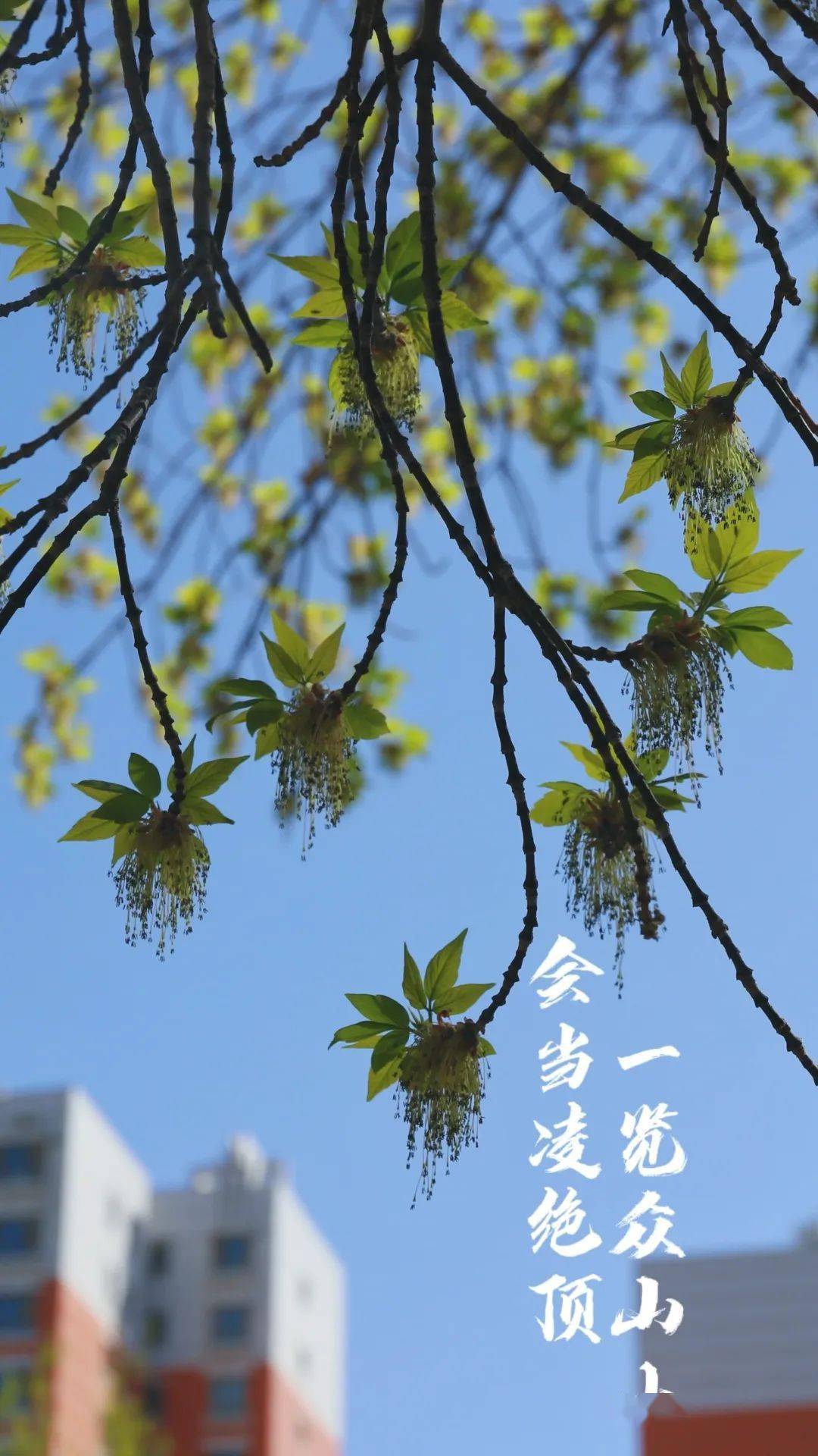 點擊圖片丨預覽壁紙穿透帶來希望的征途驅散心底的寒冬所到之處都充滿