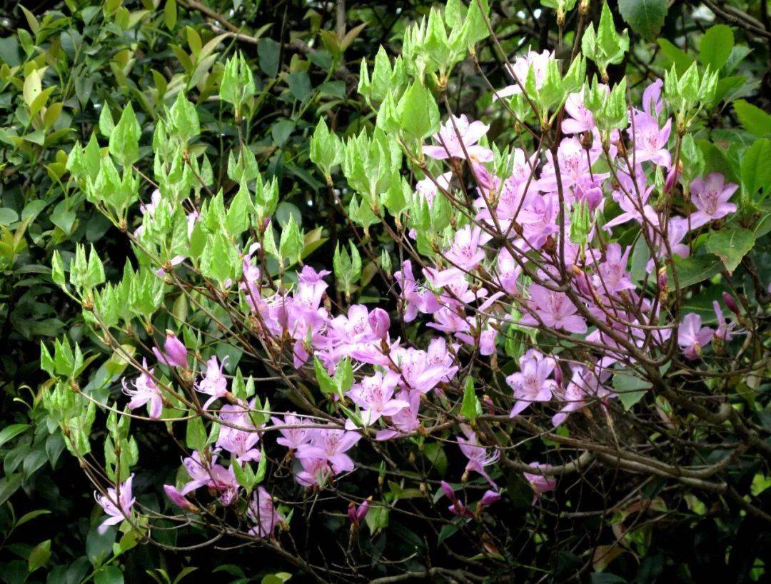 暮春时节四明山满树满坡山花恍若人间仙境