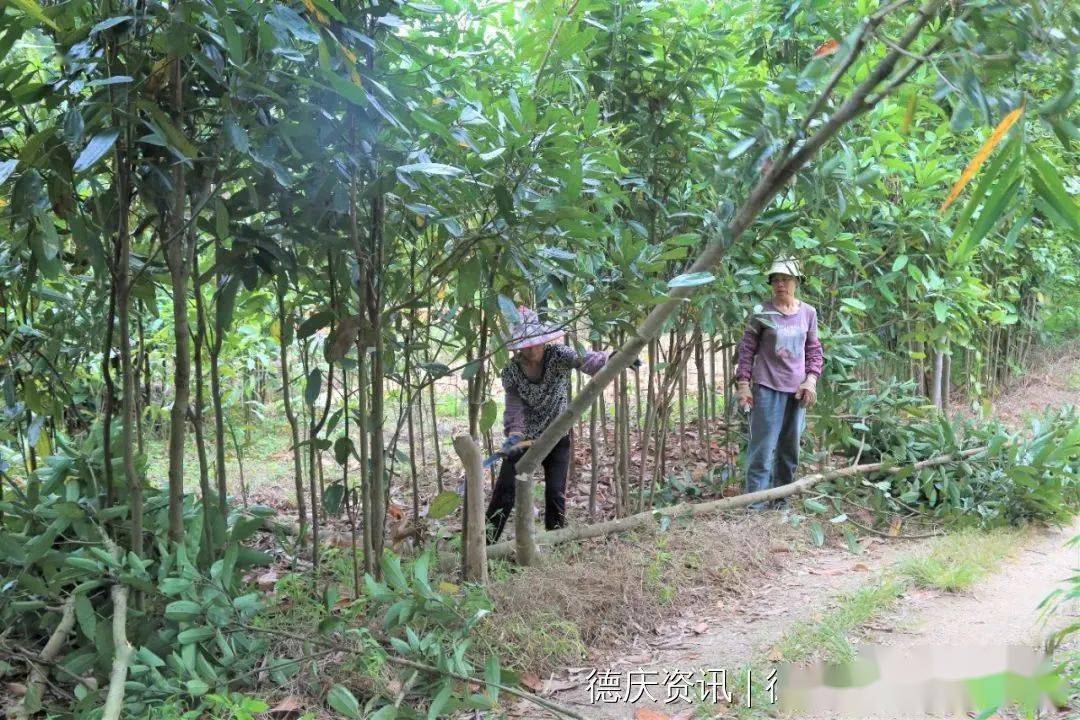 村民們正忙著砍桂樹,剝桂皮,整個山村都