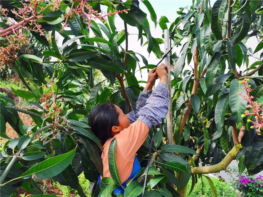 正值芒果树管护关键期,鲁容乡芒果科技示范园区每天都有10多名工人忙