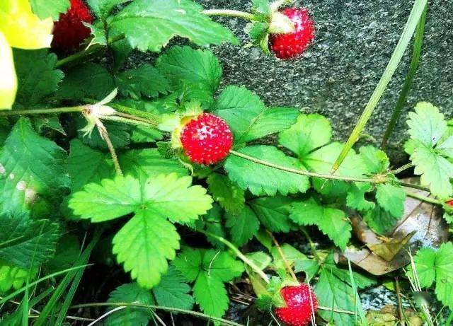 園林植物大學問:根和莖_變態_植株_直立莖