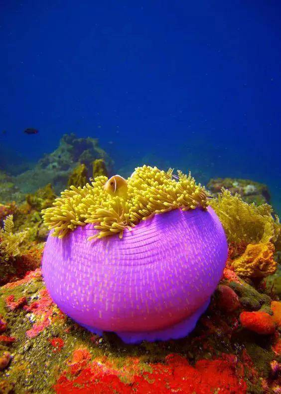 神秘生物照片海底图片