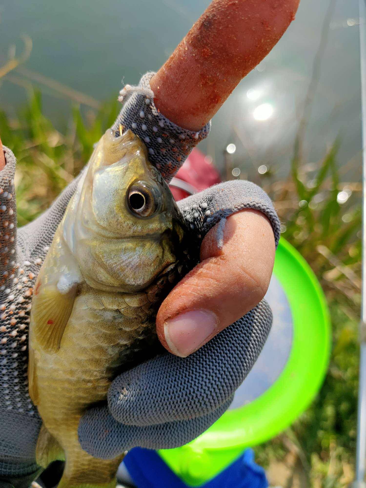 放生魚獲偷得浮生半日閒爽拉金鯽樂翻天