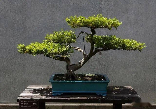 这6种苏派盆景做法精妙,极具自然之感,价值高