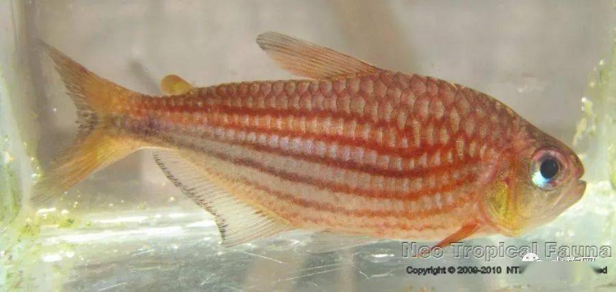 牛奶灯伊凡大贴的一只"疑似牛奶灯"对了,还有大钩黑尾(moenkhausia