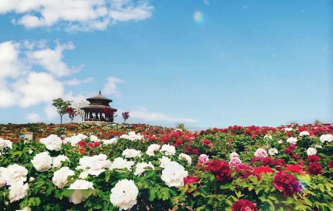 淮北的谷雨花