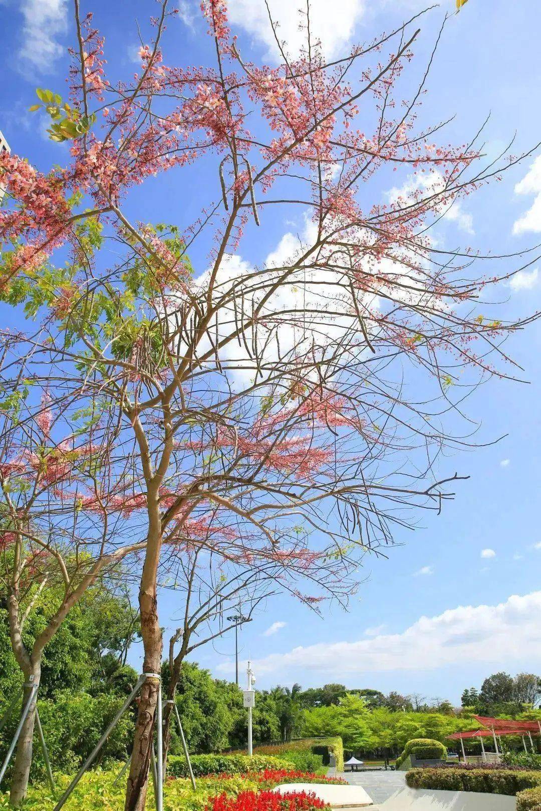 花旗酸菜图片