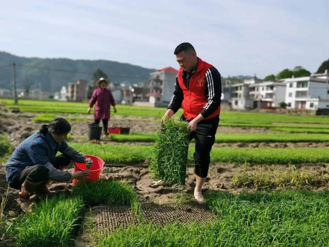 永新澧田:党员干部田间地头助农忙_永新县_秧苗_农户