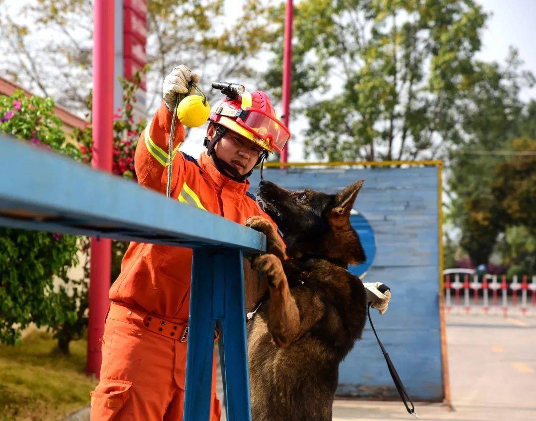 探访搜救犬基地里的消防救援明星