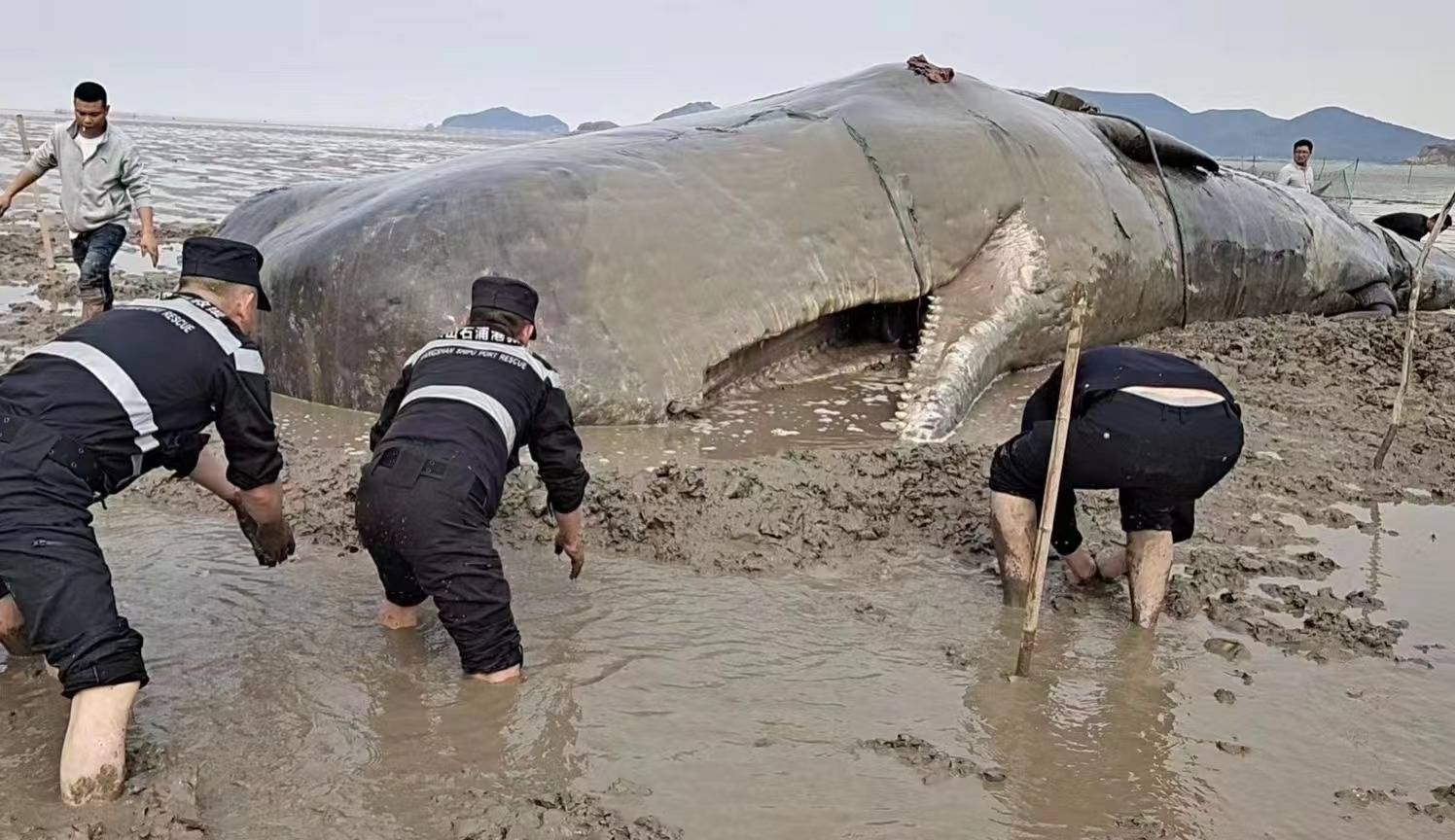 生死二十小时:一头鲸鱼,回到海里