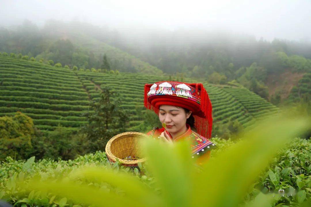 【桂林向您彙報(恭城篇)】穀雨茶飄香 茶農採摘忙_油茶_色澤_產業