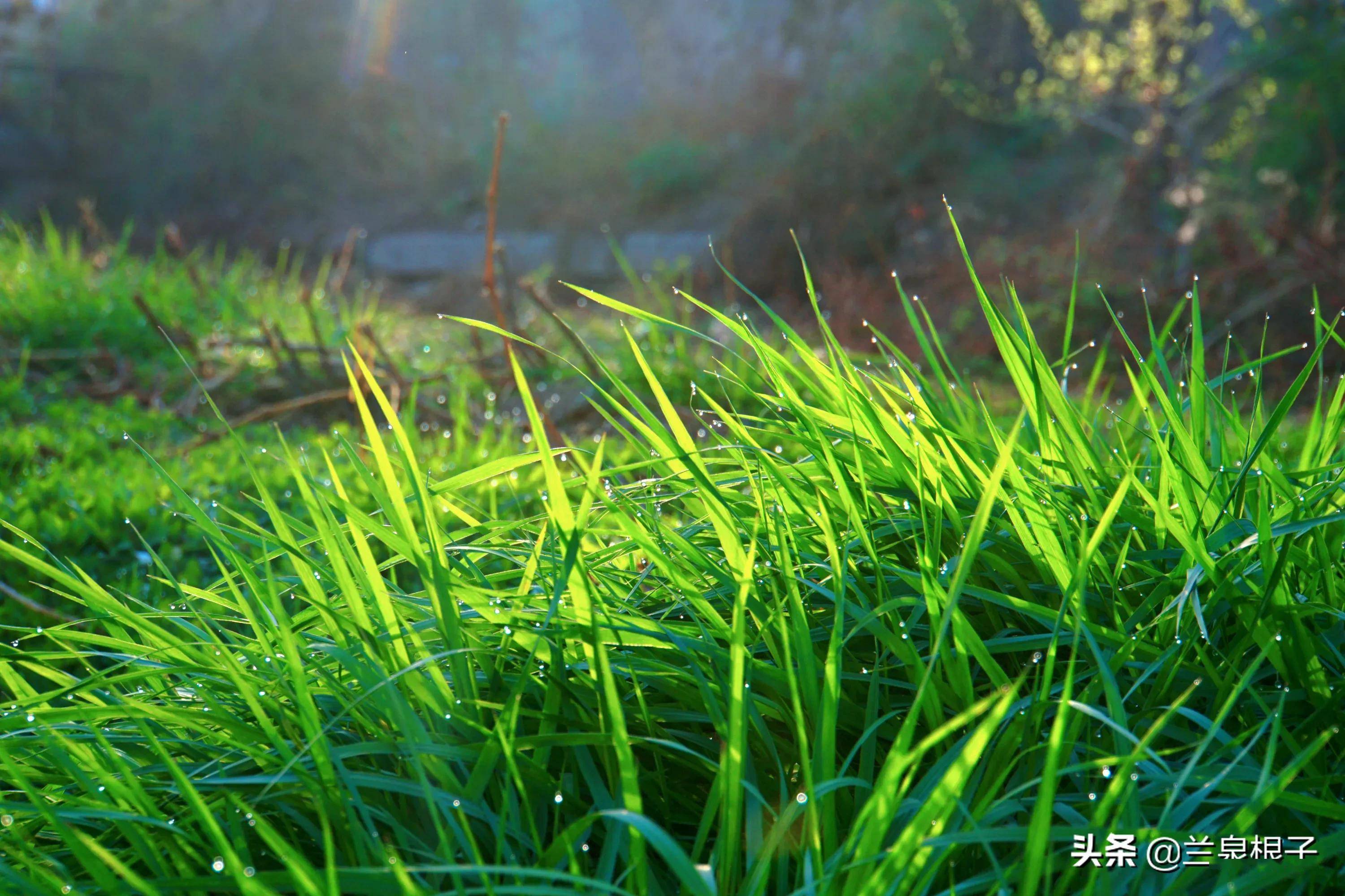 春天是一幅饱蘸着生命繁华的画卷_青草_心灵_象征