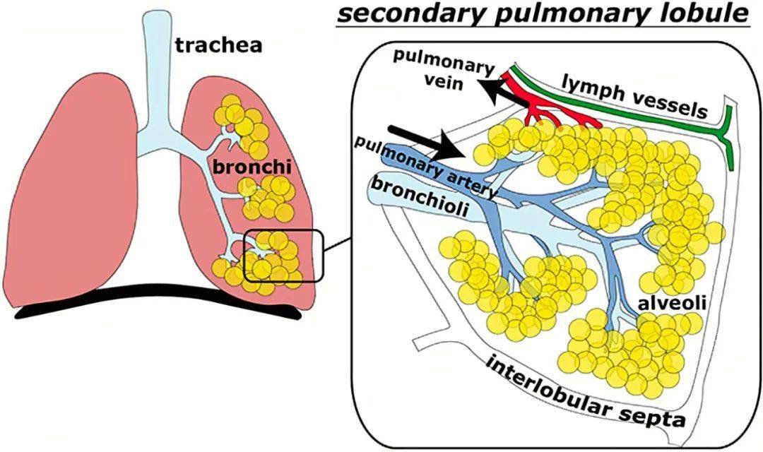 肺小叶解剖图图片