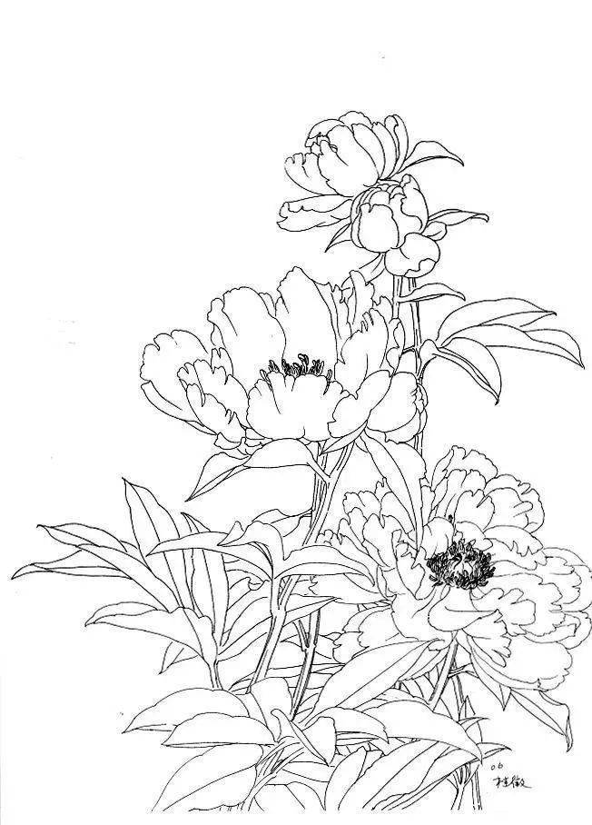 国画教程婀娜多姿的工笔芍药画法附白描画稿