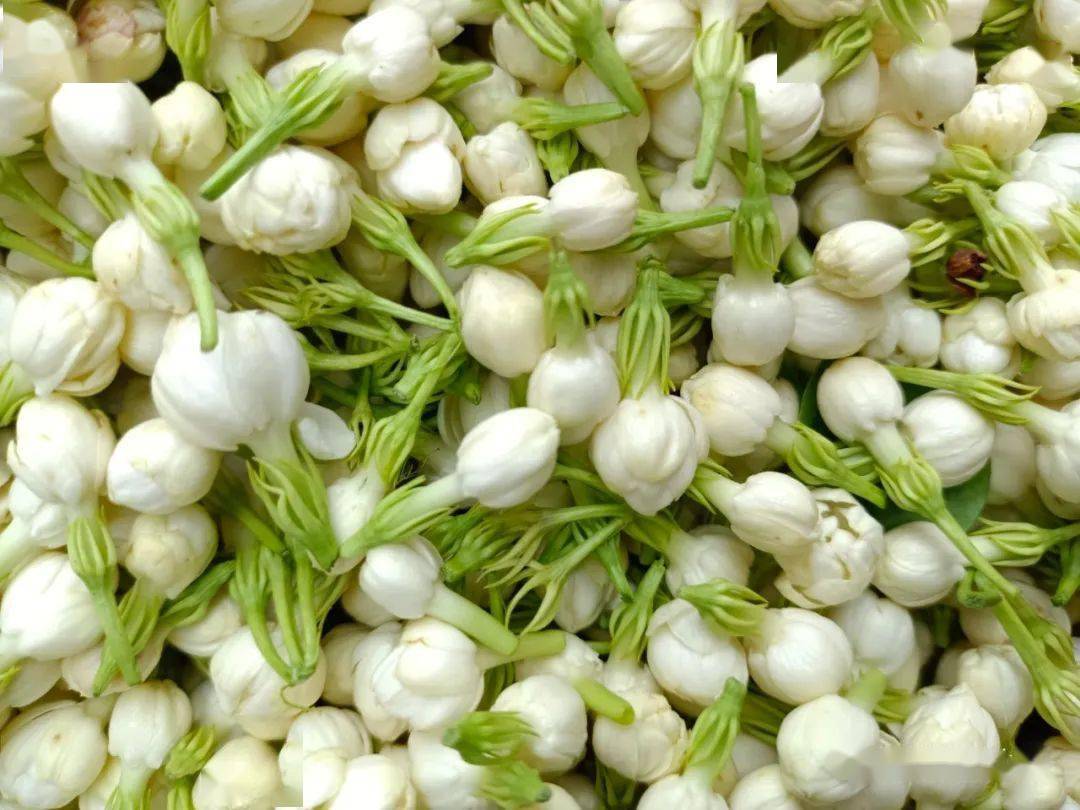 今日横州市茉莉花价创新低这段时间花价会