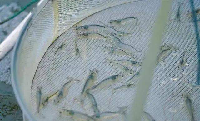 大棚养虾?能!温室循环热水,一年四季出虾不间断_养殖_南美_对虾