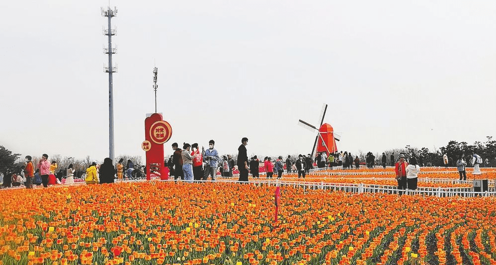 开发区郁金香广场图片