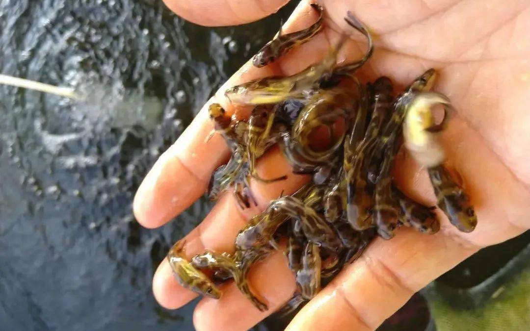 这三种主流养殖方法,能让黄颡鱼养殖更加高产_网箱_鱼种_池塘