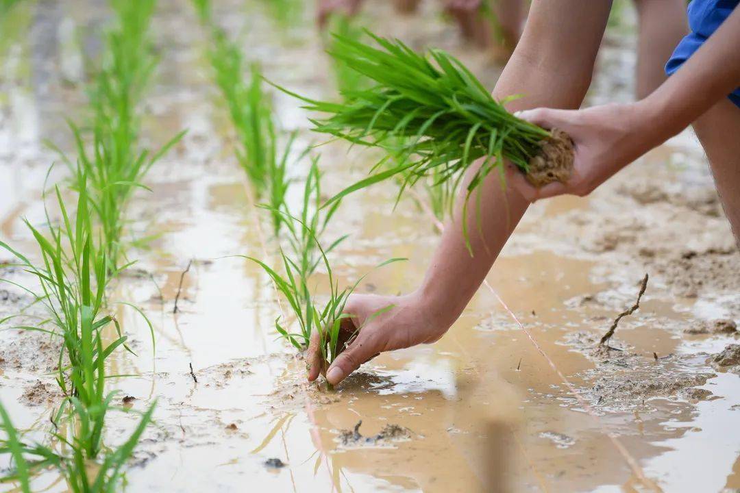 躬耕陇亩体劳作艰辛稼穑之事育时代新人我校首届插秧节精彩亮相