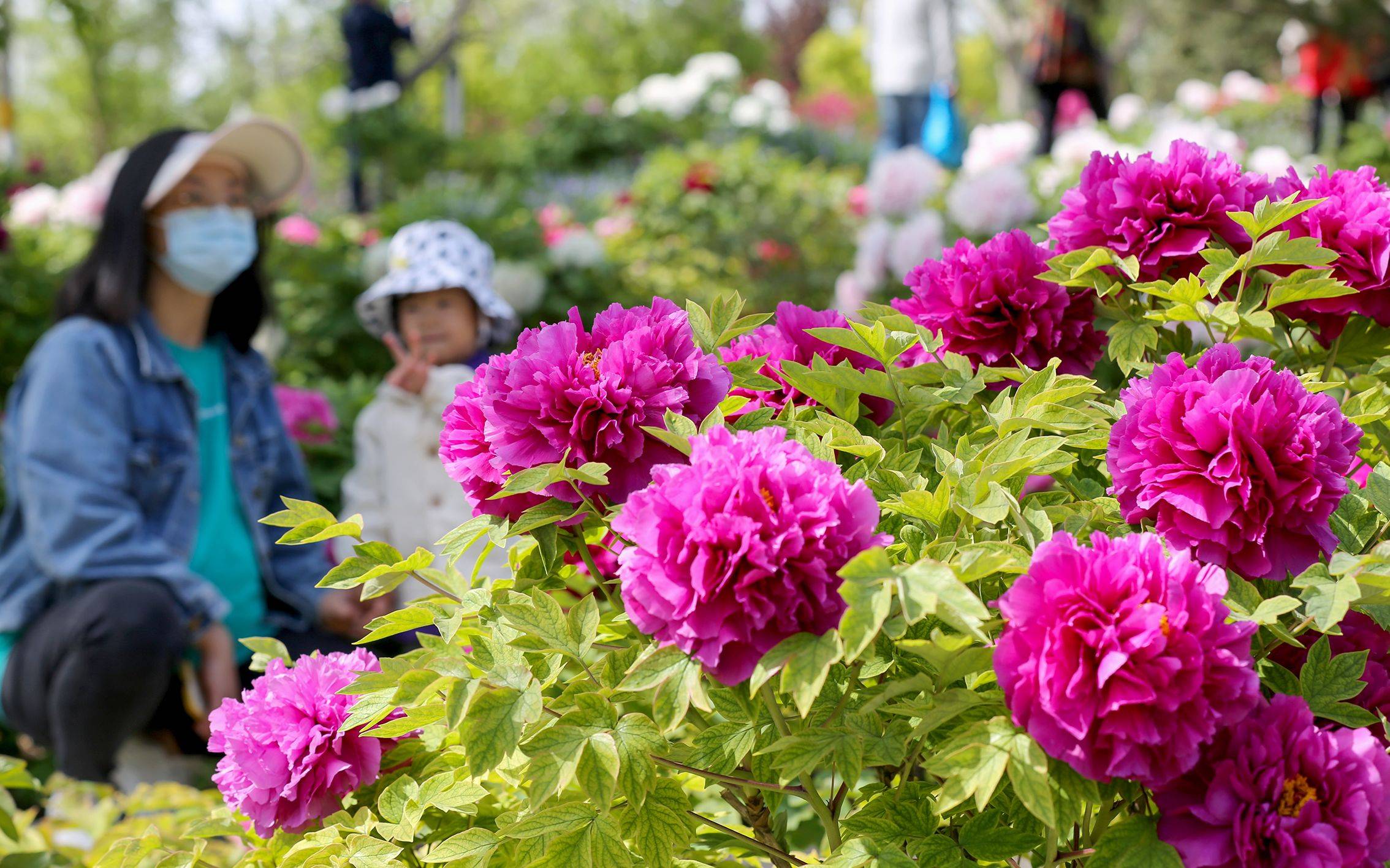 北京怀柔牡丹文化节图片