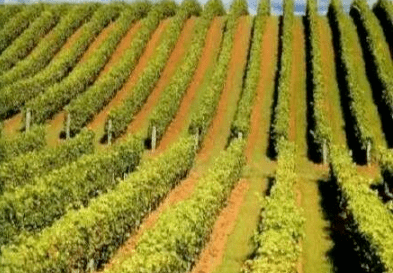 顺坡垄作1. 我国的坡耕地大多采用横坡垄作,其主要原因是a.