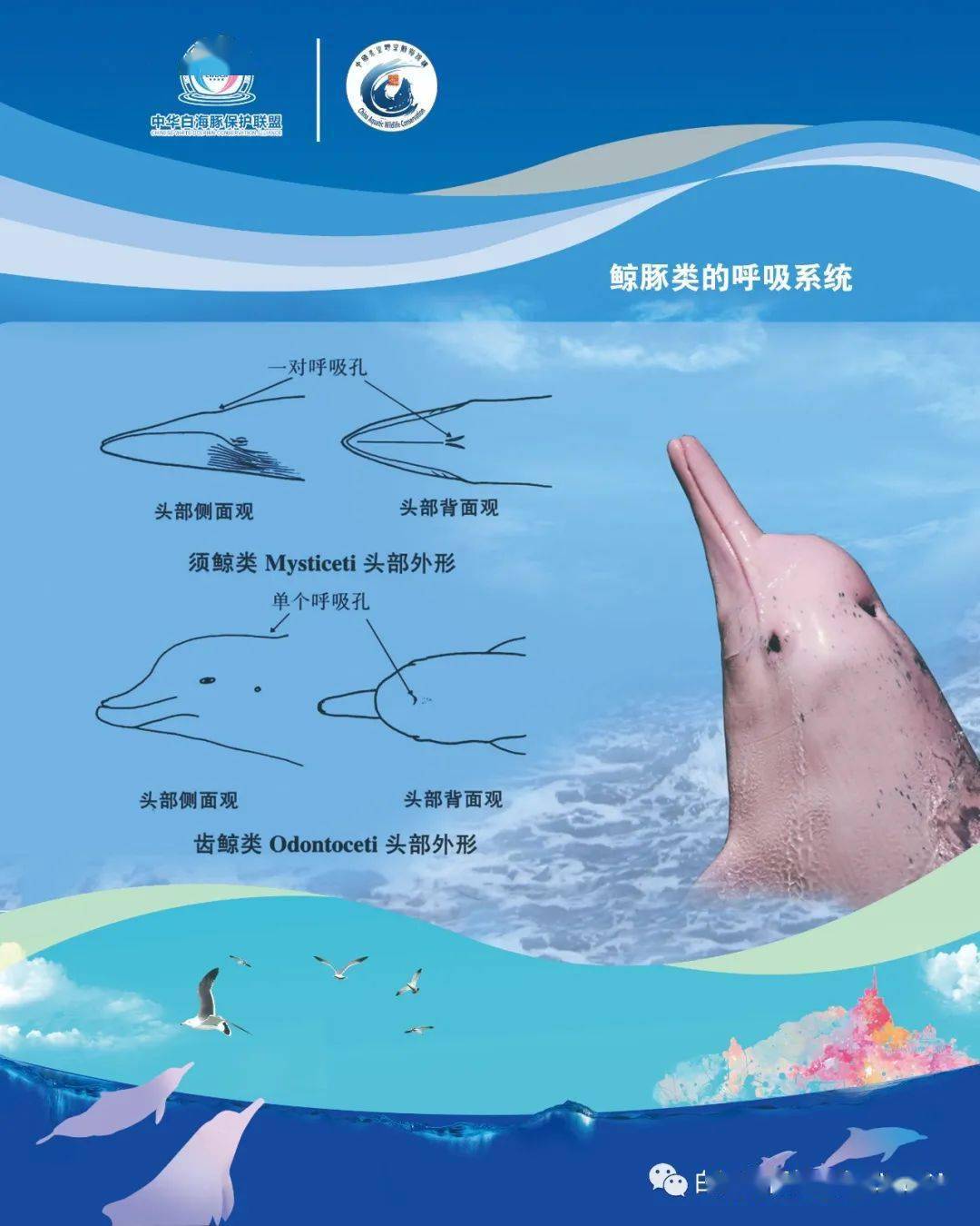 中华白海豚保护宣传日|一起守护 "海上大熊猫"