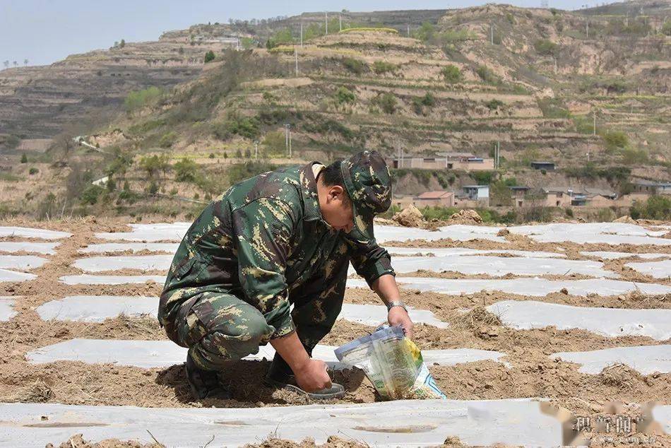 安贵荣400余亩撂荒地上种初心