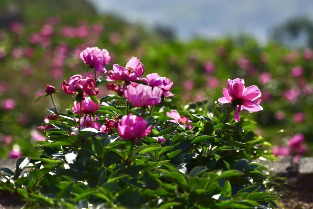 220亩芍药乐清这里漫山皆染芳华色美到开挂