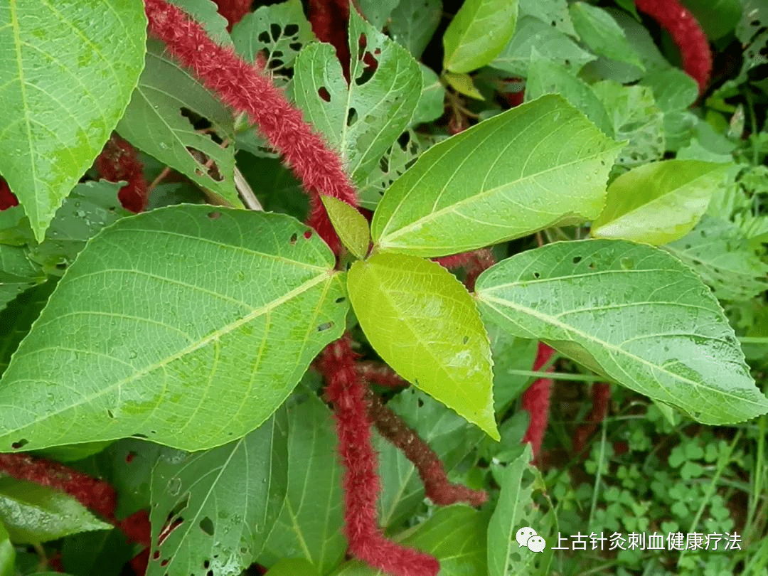 每天学一味中草药——血见愁(彩图)_药方_人类_用法
