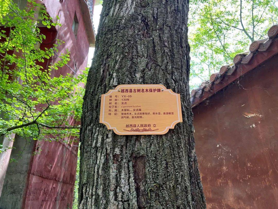 越西为古树名木挂牌守住绿色活化石