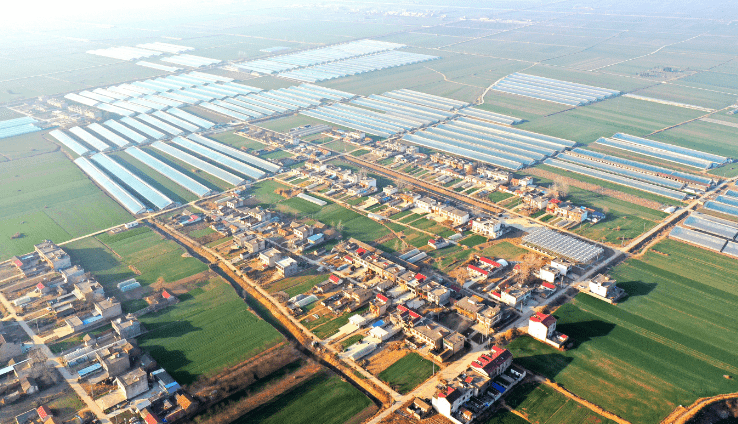 建功新时代 | 长沟镇万亩汴河蔬菜产业园果香扑鼻_防控_疫情_泗县