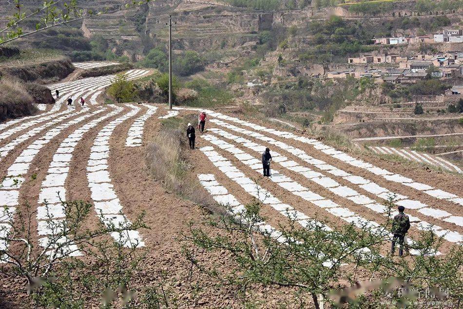 安贵荣400余亩撂荒地上种初心