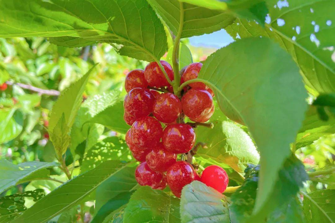 ​鲁甸:1.4万亩樱桃成熟上市_小寨镇_种植_品质