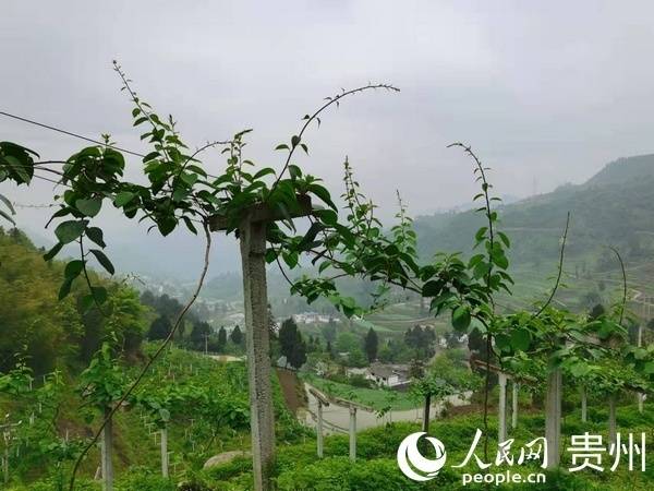 桐梓县委书记陈钊立足资源禀赋发挥比较优势努力当好黔渝开放合作的