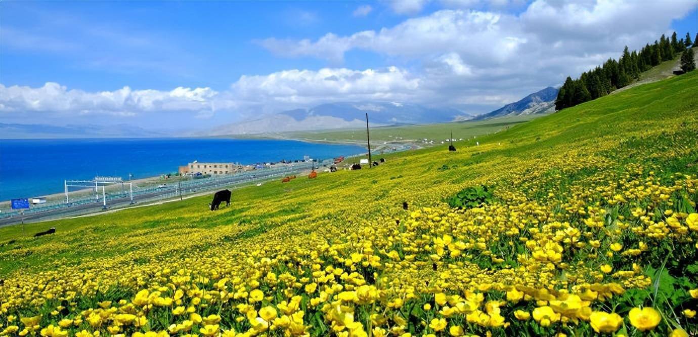 高山花海,蓝天白云,初夏的赛里木湖美出天际!​ ​​​​_