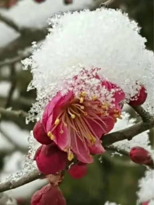 冬雪与梅儿