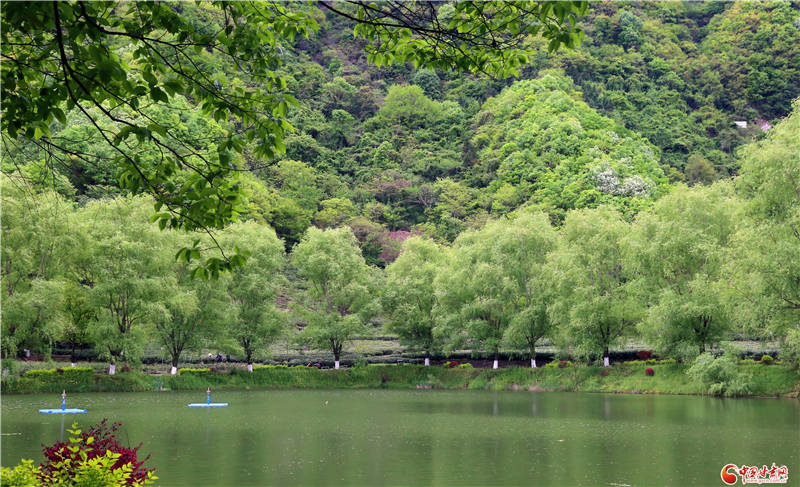 碧口古镇马家山茶山图片