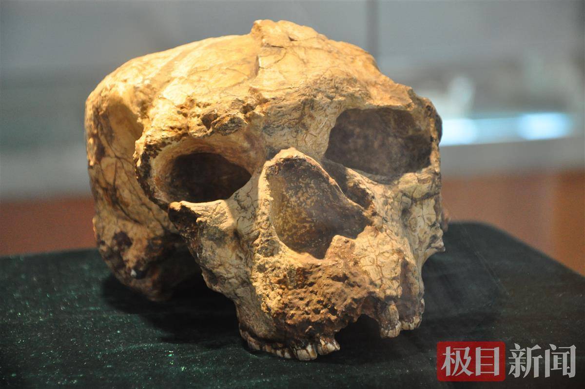 "郧县人":改写亚洲人类起源史_化石_头骨_考古