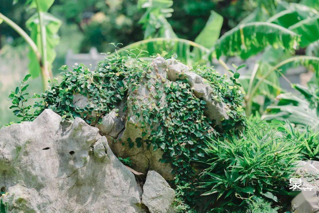 泉州的初夏,来施琅的春园里纳凉_四季_红砖_芳草地