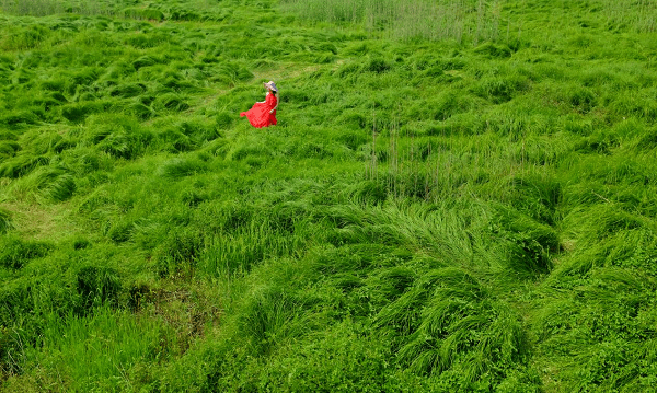 南京石臼湖变身限定草海_杨孝林_草地_波浪