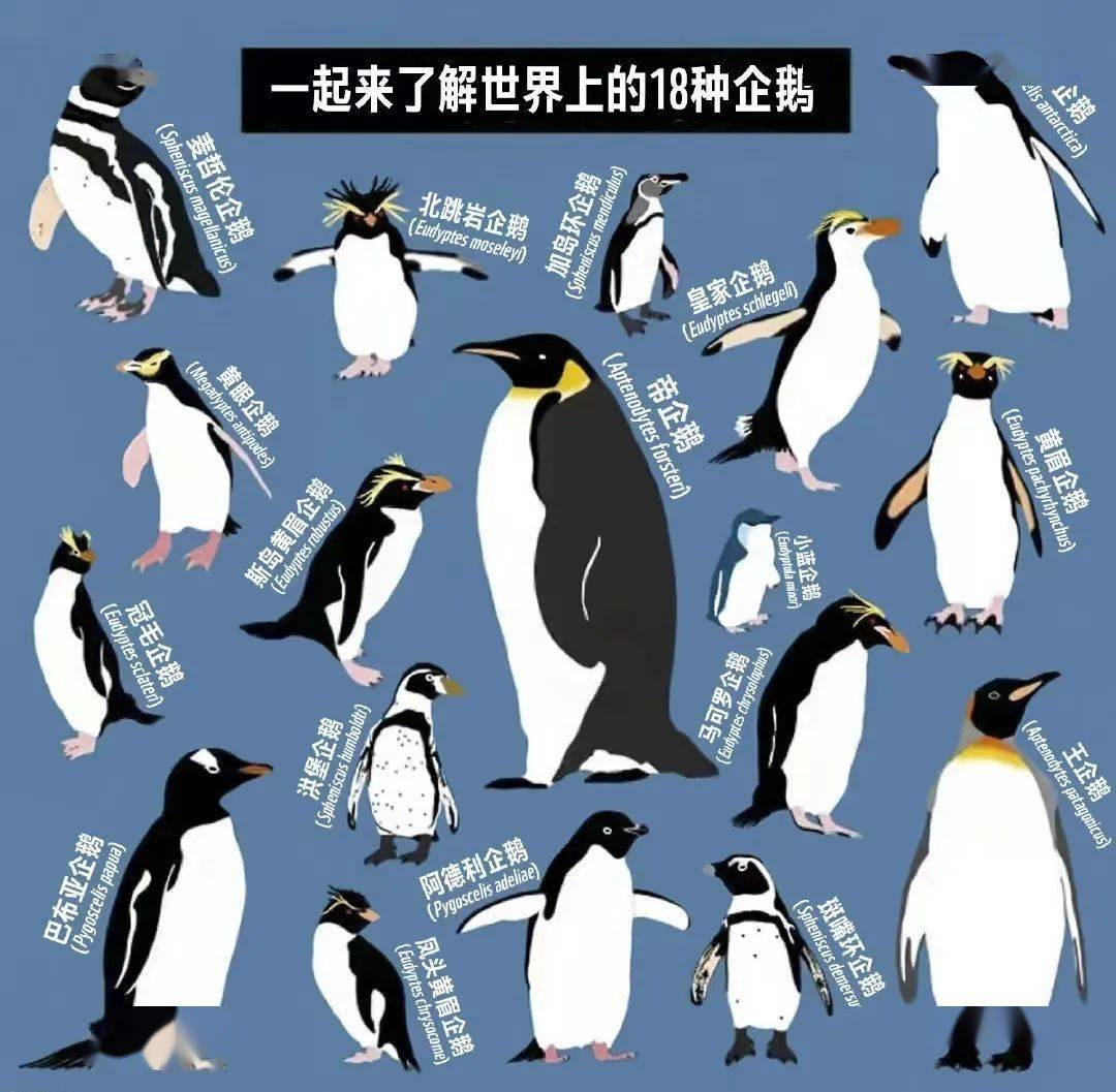 树叶拼图图片大全动物企鹅的做法 - 有点网 - 好手艺