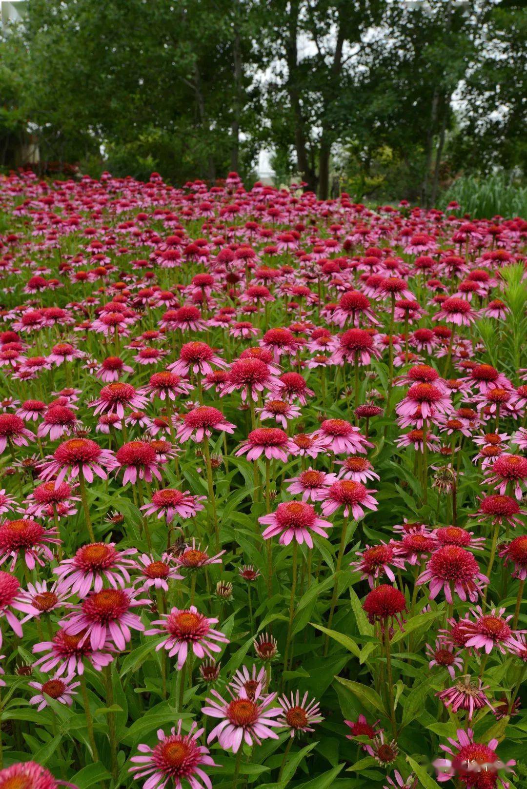 宿根花卉夏日里的花园植物重瓣单瓣无性紫松果菊