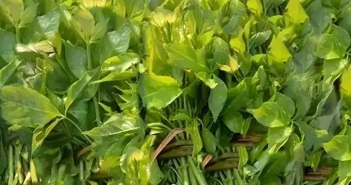 五撮菜属于通渭人的野味