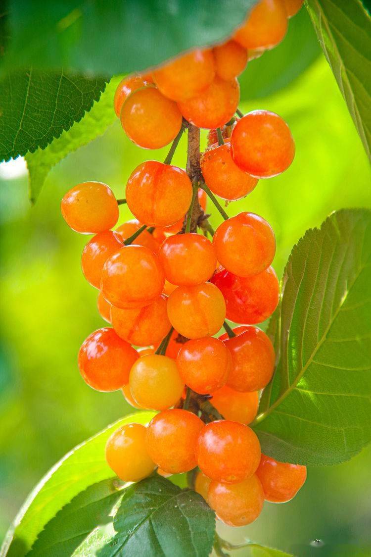 汉中西乡樱桃鲜又甜