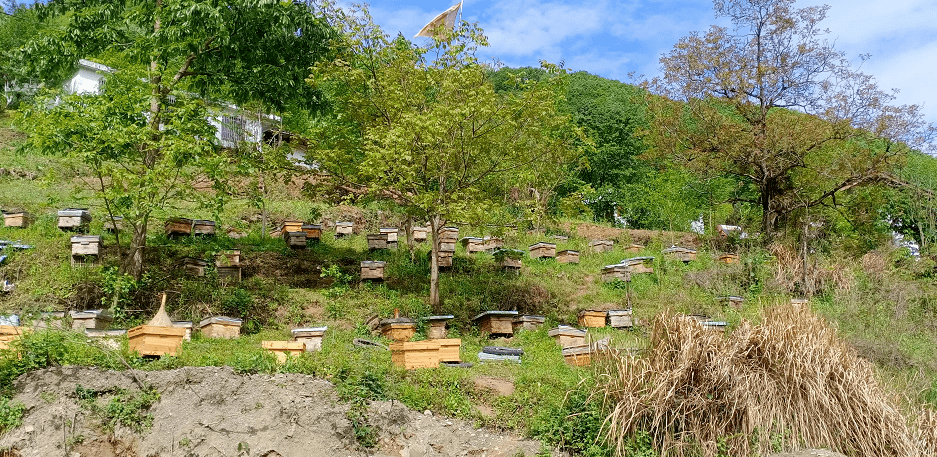 山林里上百种中药材花,野花等,都为发展蜂蜜产业提供了良好的蜜源