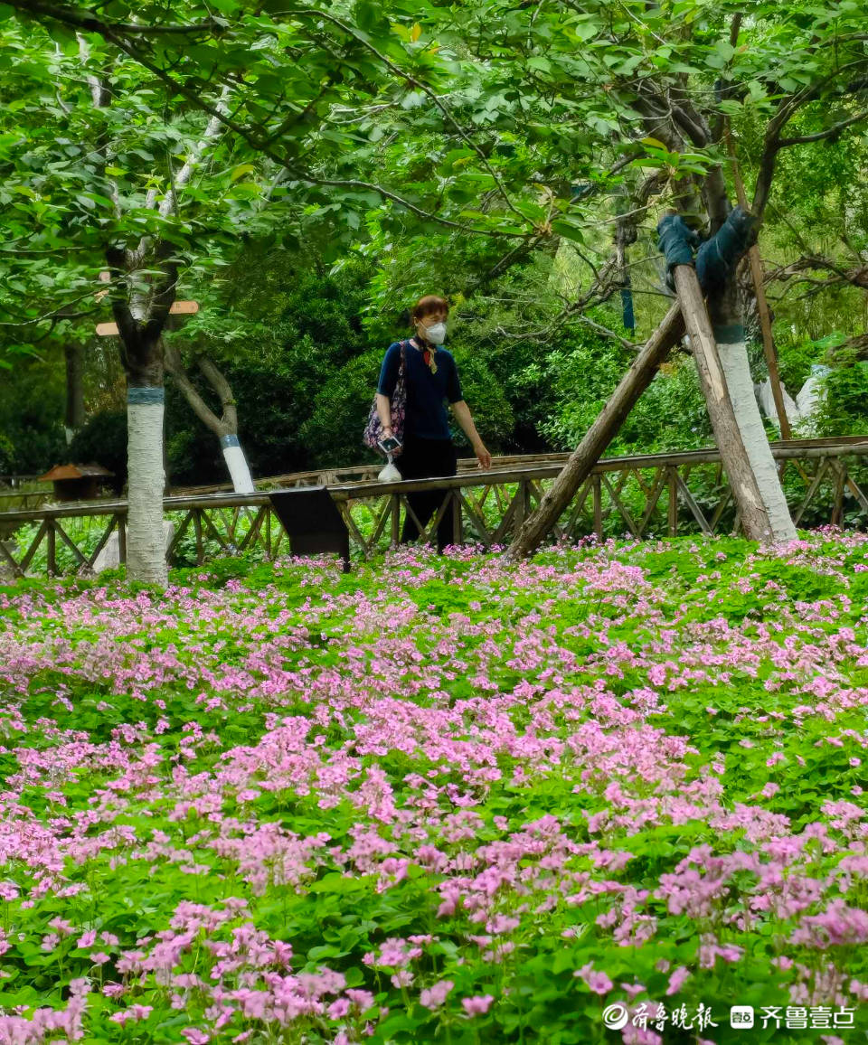 好景山东 小花朵开出大风景 济南五龙潭公园酢浆草花竞相绽放 情报员 紫色 互动